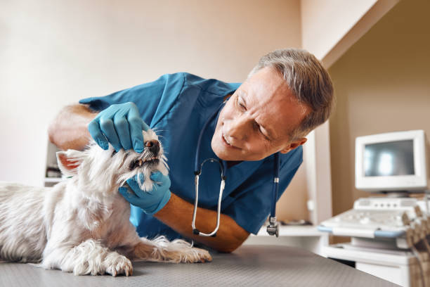 Best Emergency Dental Care for Trauma or Injury in Bloomfield, NY